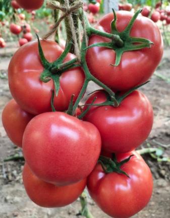 清豐西紅柿育苗廠\南樂嫁接大紅番茄苗2024