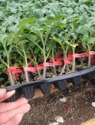 范縣嫁接大粉西紅柿苗\濟源大紅番茄苗育苗廠2024