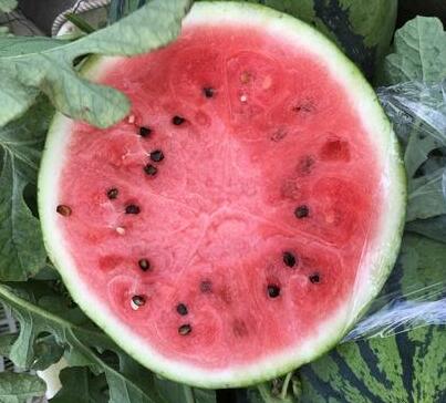 保定賣嫁接美都西瓜苗基地,邢臺(tái)8424早熟西瓜苗