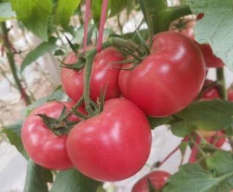 六安早熟硬粉西紅柿苗\舒城專育抗病番茄苗廠2024