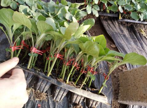 樂亭賣茄子嫁接苗基地\玉田專業(yè)育茄子苗廠家(2024)