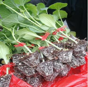 焦作育嫁接甜瓜苗廠\新鄉(xiāng)博洋9抗病強甜瓜苗2024