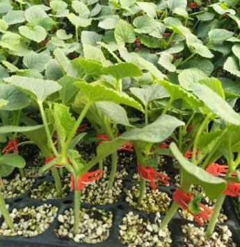 臨邑哪賣甜瓜嫁接苗\寧津羊角蜜博洋9甜瓜苗廠(耐寒)