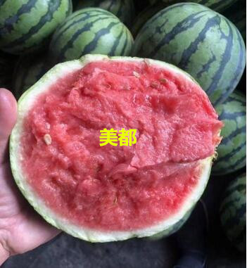 慶云抗重茬美都西瓜苗\聊城賣西瓜嫁接苗基地2024