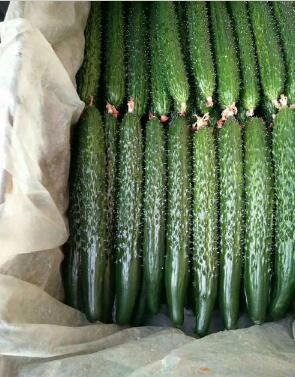 榆林供應黃瓜苗基地\安康賣綠瓤黃瓜嫁接苗品種(2024預定)