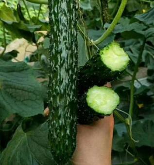 2024茌平抗病性好油亮黃瓜苗\東阿嫁接黃瓜苗基地直發