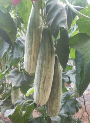 慶云羊角蜜甜瓜嫁接苗\聊城賣綠寶甜瓜苗育苗廠2024