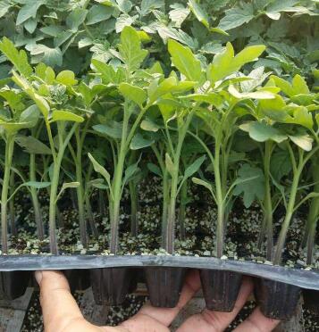 新鄉(xiāng)賣千禧小西紅柿苗\焦作嫁接圣女果苗基地2024