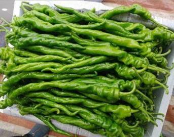 蕪湖螺絲椒苗\尖椒苗\合肥批發(fā)線椒苗育苗廠2024