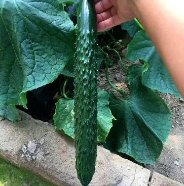 赤峰黃瓜苗育苗廠 什么時候出黃瓜苗