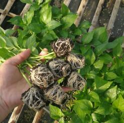 淳化螺絲椒苗\尖椒苗\渭南批發(fā)線椒苗育苗廠(2024)