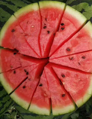 杞縣賣嫁接西瓜苗廠家\開封早熟薄皮西瓜苗(2024)