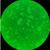 H9c2(2-1)大鼠心肌細(xì)胞細(xì)胞庫細(xì)胞購買