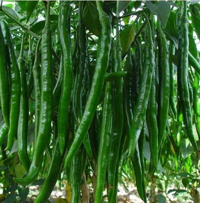 泌陽批發(fā)黃皮線椒苗\確山培育辣椒苗基地2024