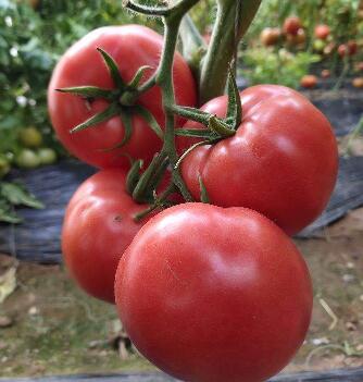 鹽城批發(fā)西紅柿苗基地\高郵賣大小番茄苗品種