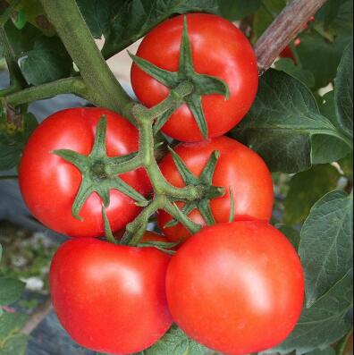 宜川育硬粉番茄苗,榆林大紅西紅柿苗基地直發(fā)